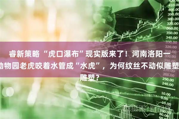 睿新策略 “虎口瀑布”现实版来了！河南洛阳一动物园老虎咬着水管成“水虎”，为何纹丝不动似雕塑？